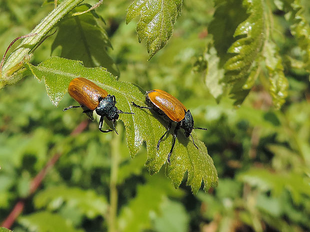 liskavka / mandelinka Labidostomis tridentata Linnaeus, 1758