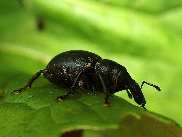 tvrdoň devätsilový ♀ Liparus glabrirostris