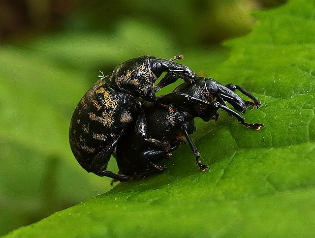 tvrdoň devätsilový Liparus glabrirostris