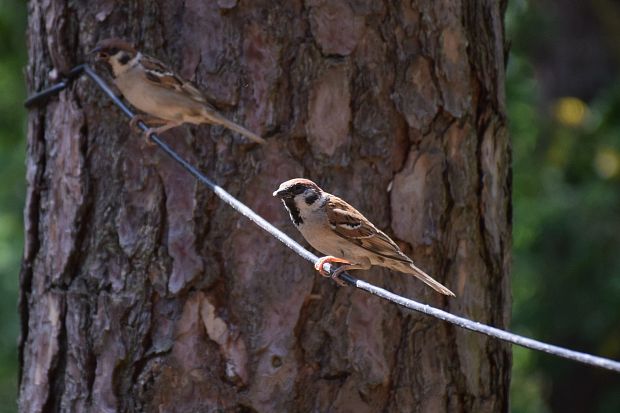 vrabec poľný Passer montanus