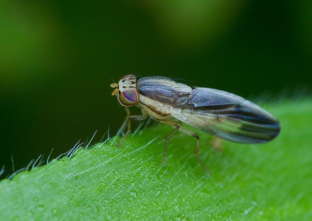 tieňovka Peplomyza litura