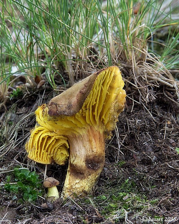 lupeňopórovec červenožltý Phylloporus rhodoxanthus (Schwein.) Bres.