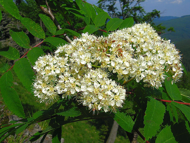 jarabina vtáčia holá Sorbus aucuparia subsp. glabrata (Wimm. et Grab.) Cajander