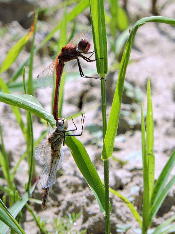 vážka   Sympetrum fonscolombii