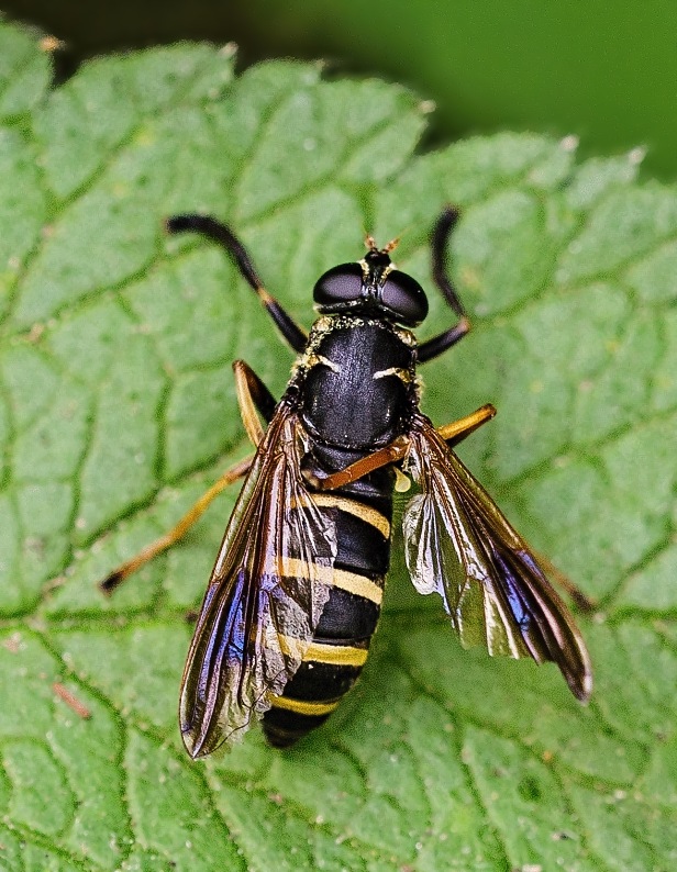 pestrica Temnostoma bombylans