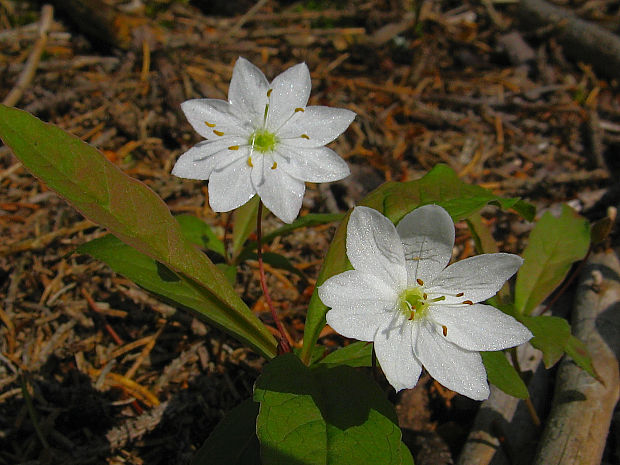 sedmokvietok európsky Trientalis europaea L.