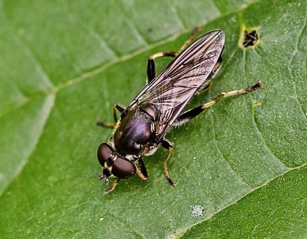 pestrica Xylota abiens ♀