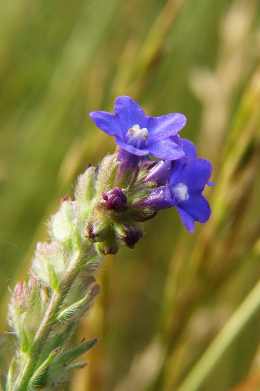 smohla lekárska Anchusa officinalis L.