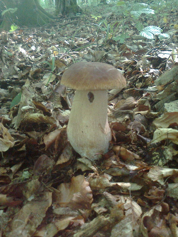 hríb dubový Boletus reticulatus Schaeff.