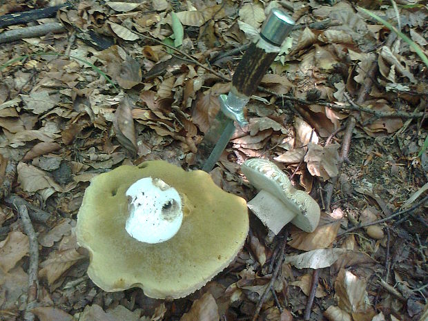 hríb dubový Boletus reticulatus Schaeff.