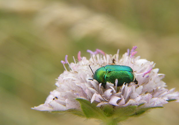 krytohlav Cryptocephalus sericeus