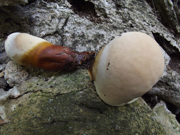 lesklokôrovka Ganoderma sp.