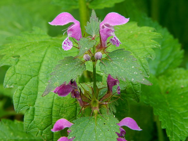 hluchavka škvrnitá Lamium maculatum L.