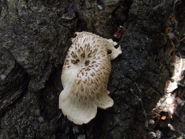 húževnatec tigrovaný Lentinus tigrinus (Bull.) Fr.