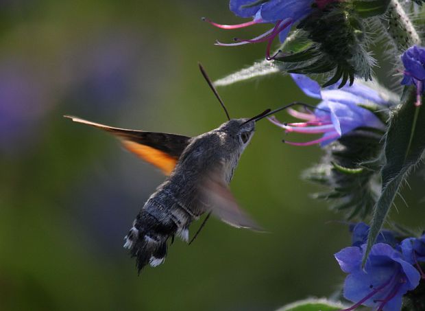 lišaj marinkový  Macroglossum stellatarum