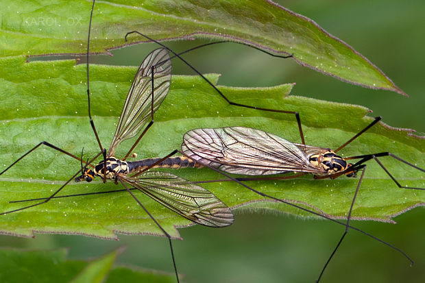 tipuľa škvrnitá  Nephrotoma appendiculata