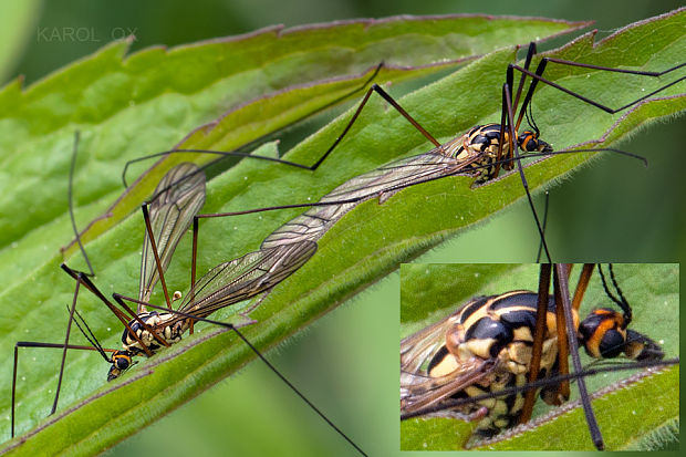 tipuľa škvrnitá  Nephrotoma appendiculata