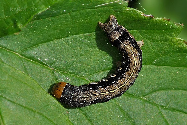 mora hájová Orthosia munda