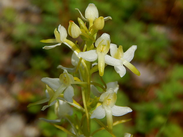 vemenník zelenkastý Platanthera chlorantha (Custer) Reinchenb.