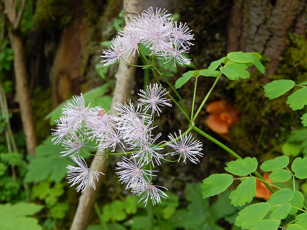 žltuška orlíčkolistá Thalictrum aquilegiifolium L.