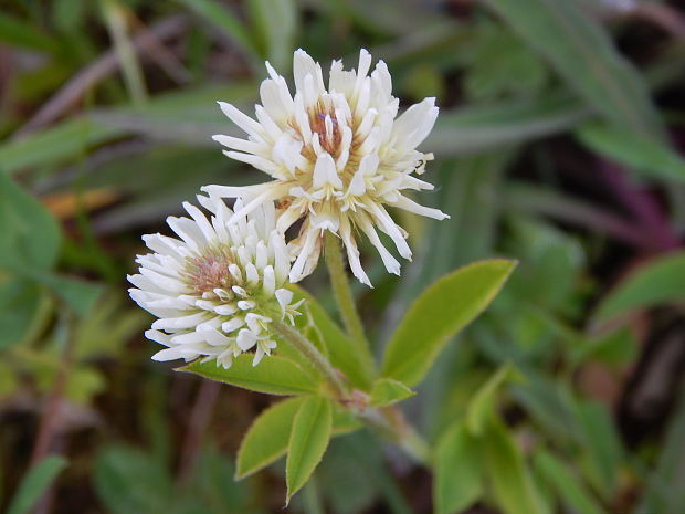 ďatelina horská Trifolium montanum L.