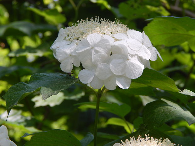 kalina obyčajná Viburnum opulus L.