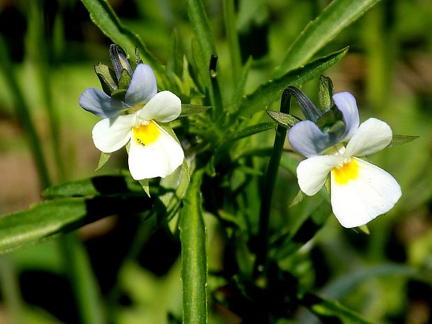 fialka roľná Viola arvensis Murray