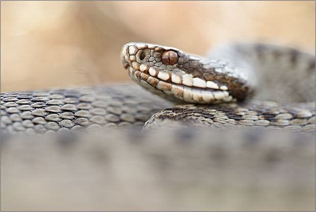 vretenica severná  Vipera berus