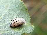 liskavka topolova-larva