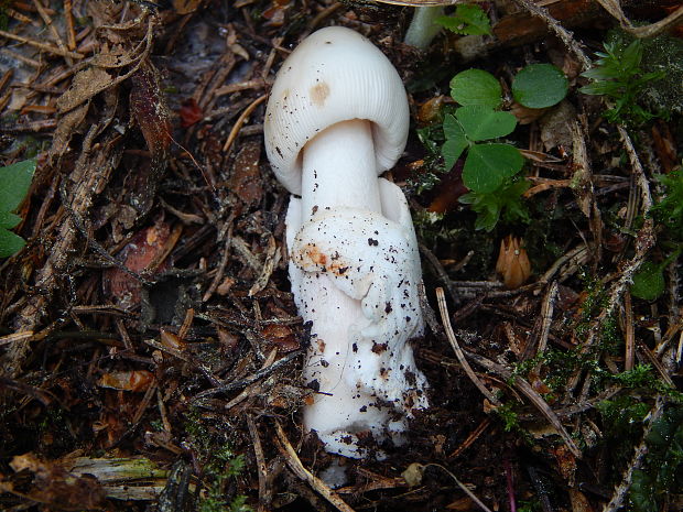 muchotrávka pošvatá Amanita vaginata (Bull.) Lam.