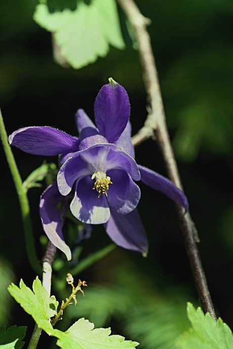 orlíček obyčajný Aquilegia vulgaris L.