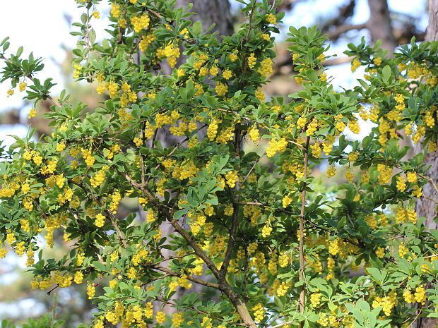 dráč obyčajný Berberis vulgaris L.