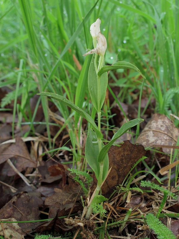 prilbovka biela Cephalanthera damasonium (Mill.) Druce