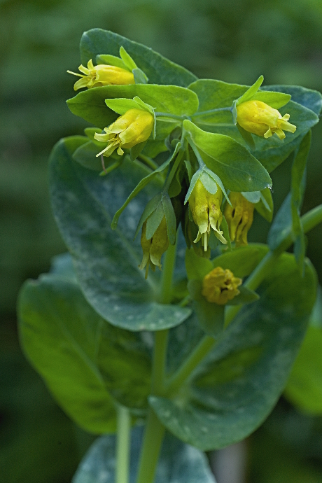 voskovka menšia Cerinthe minor L.