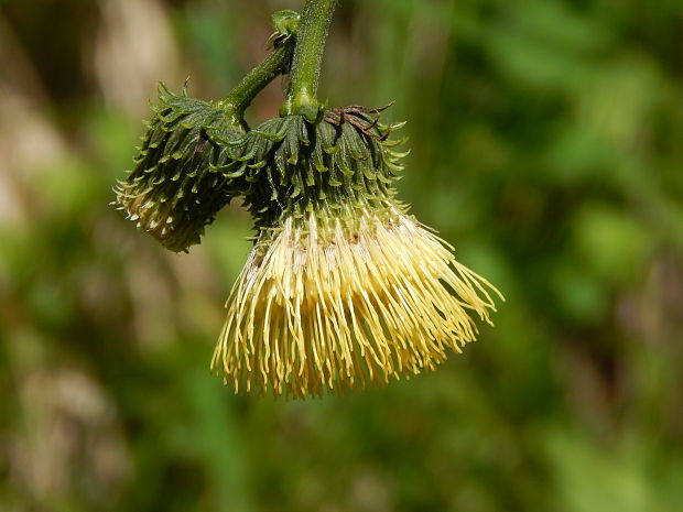 pichliač lepkavý Cirsium erisithales (Jacq.) Scop.