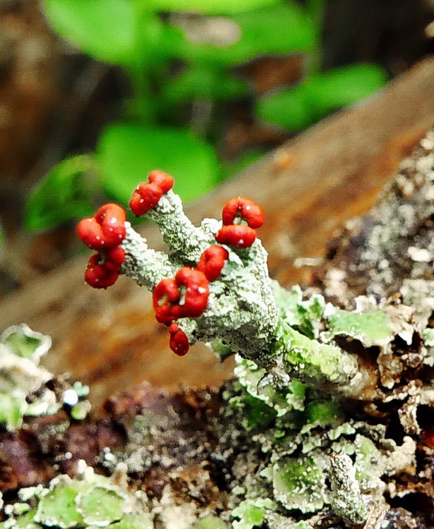 dutohlávka Cladonia sp.