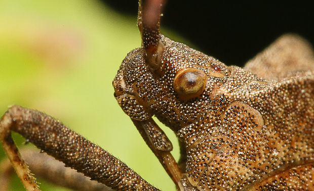 obrúbnica štiavová Coreus marginatus