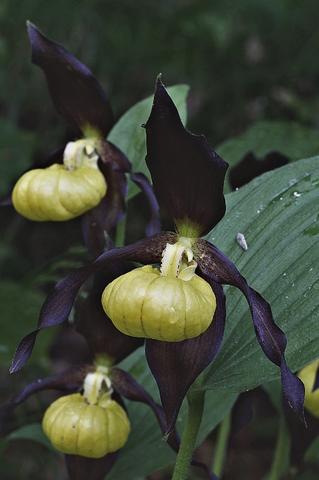 črievičník papučkový Cypripedium calceolus L.