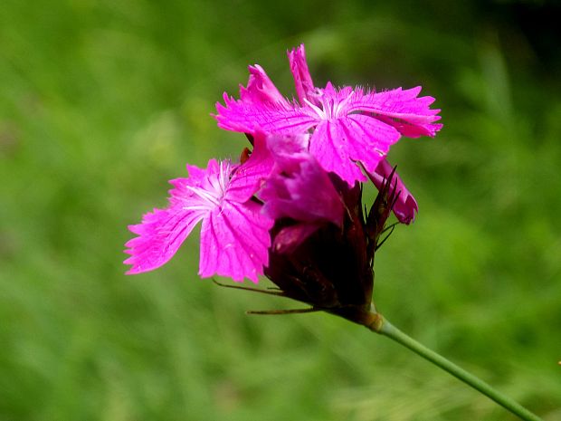 klinček kartuziánsky Dianthus carthusianorum L.