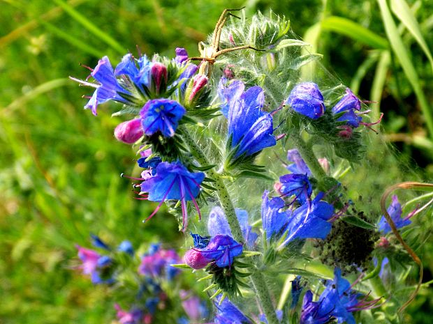 hadinec obyčajný Echium vulgare L.