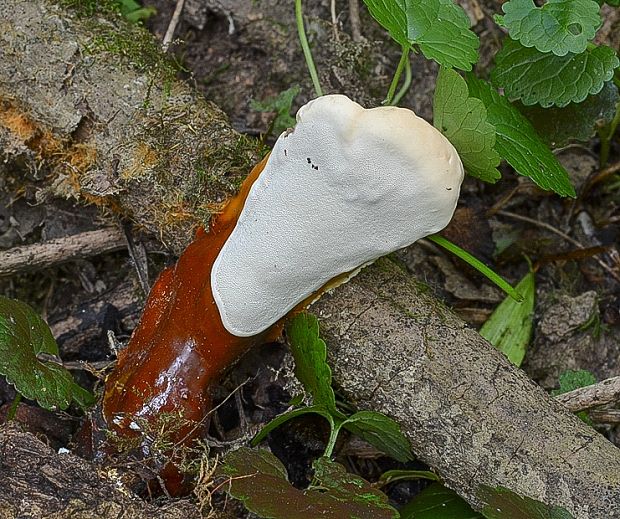 lesklokôrovka obyčajná Ganoderma lucidum (Curtis) P. Karst.