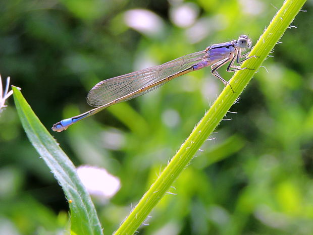 šidielko väčšie  Ischnura elegans