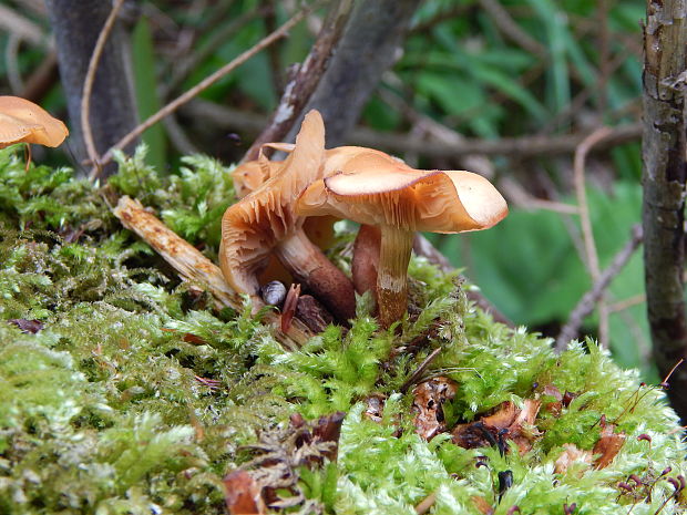 šupinačka menlivá Kuehneromyces mutabilis (Schaeff.) Singer & A.H. Sm.