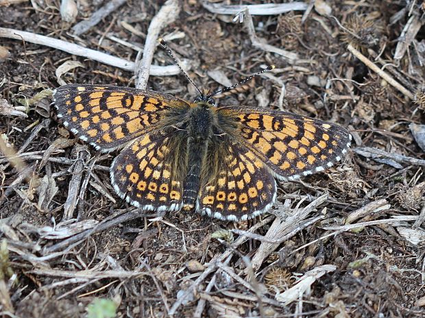 hnedáčik mriežkovaný Melitaea cinxia