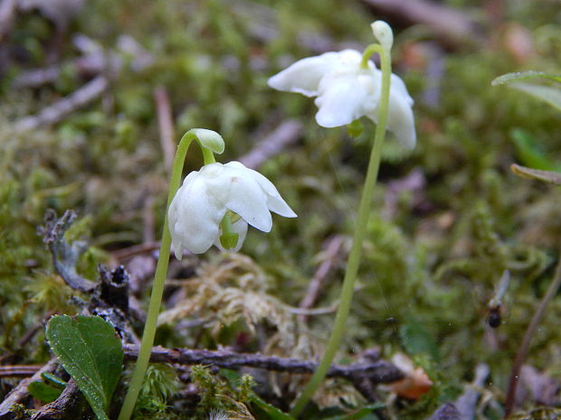 jednokvietok veľkokvetý Moneses uniflora (L.) A. Gray