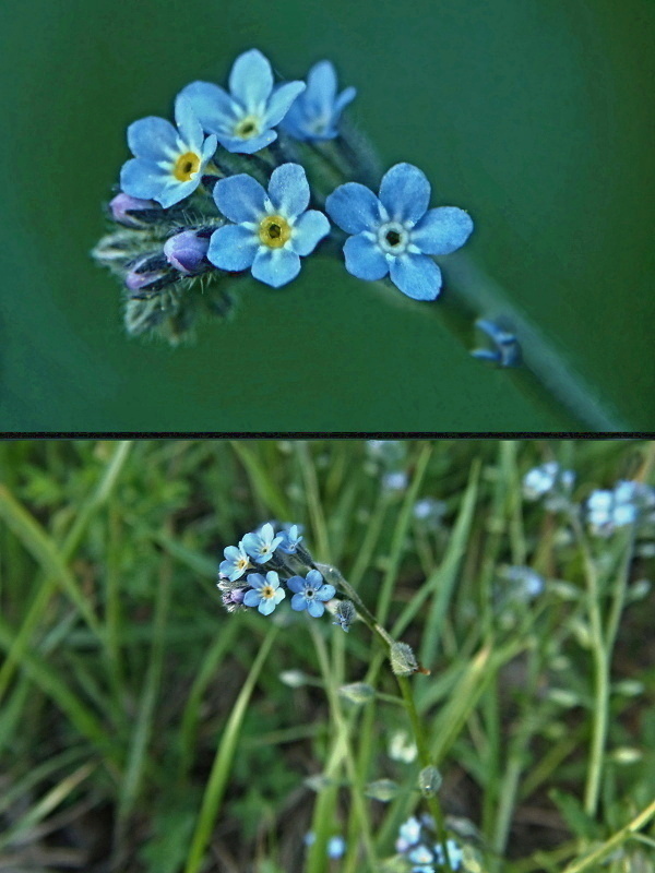 nezábudka roľná Myosotis arvensis (L.) Hill