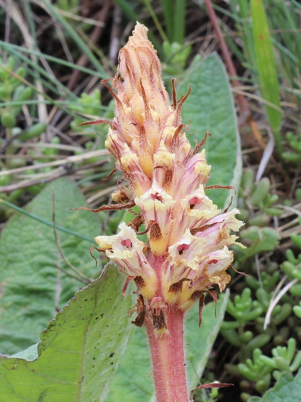 záraza šupinatá Orobanche artemisiae-campestris Vaucher ex Gaudin