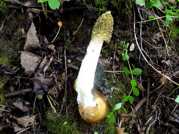 hadovka smradľavá Phallus impudicus L.