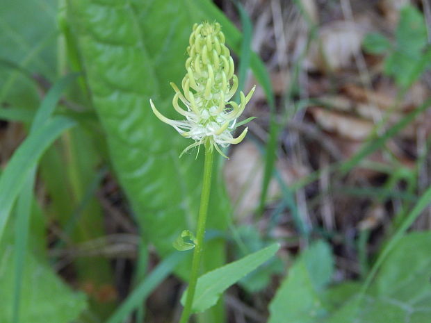 zerva klasnatá Phyteuma spicatum L.