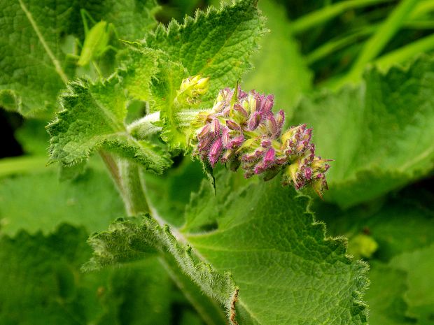 šalvia praslenatá Salvia verticillata L.